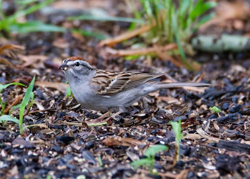 pexels-slot-machines