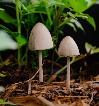 casino chips on roulette table