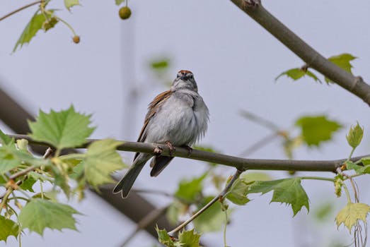 christmas-casino-layout