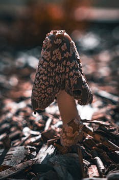 online_gaming_fixtures